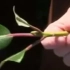 Kako propagirati rododendron? Rezanje, sloj, sjeme + 2 načina!